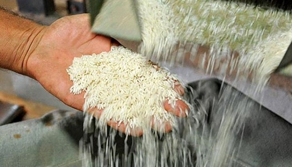 واردات برنج ۵۰ درصد کاهش یافت/ بدنبال واردات از تایلند و آمریکای جنوبی هستیم / قرارداد جدیدی منعقد نشده است
