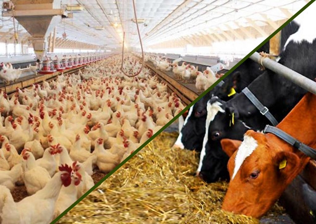 انتقال دام زنده به استان‌های مرزی مشروط شد/ تولیدکنندگان مرغ درخواست اصلاح نرخ دارند/ صدور مجوز برای ترخیص ۲۰۰ هزار تن برنج