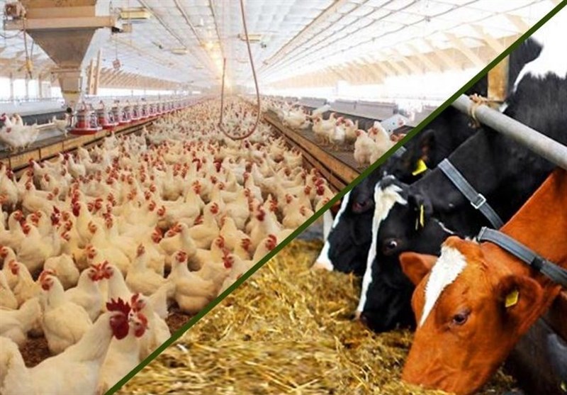 تعادل در بازار گوشت قرمز و مرغ با افزایش ترخیص نهاده های دامی