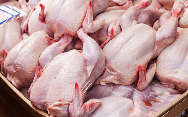رئیس جهاد کشاورزی قم روزانه ۵۲ تُن مرغ گرم در قم توزیع می‌شود
