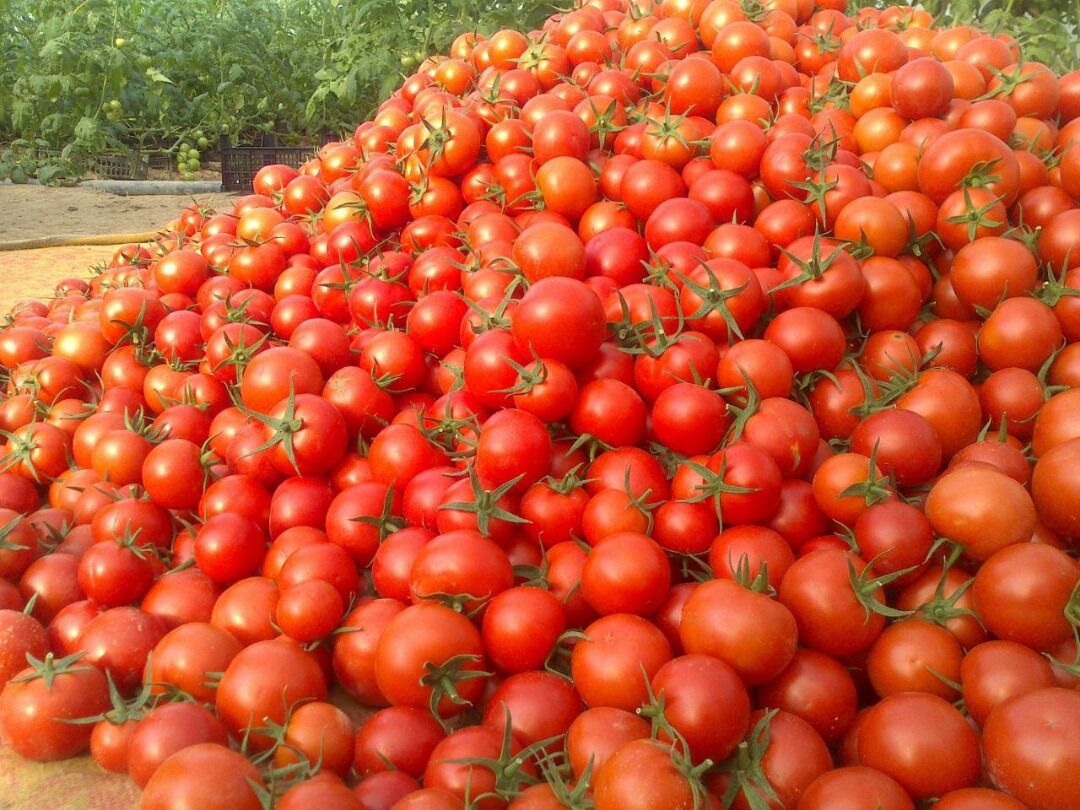 رئیس جهاد کشاورزی بوشهر: ممنوعیتی برای صادرات گوجه فرنگی استان بوشهر وجود ندارد