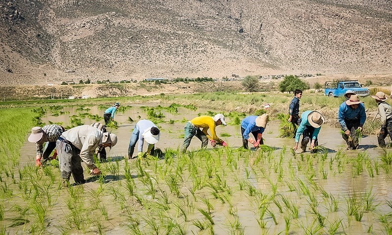 ممنوعیت کشت برنج به شرط موافقت شورای آب هر استان لغو شد