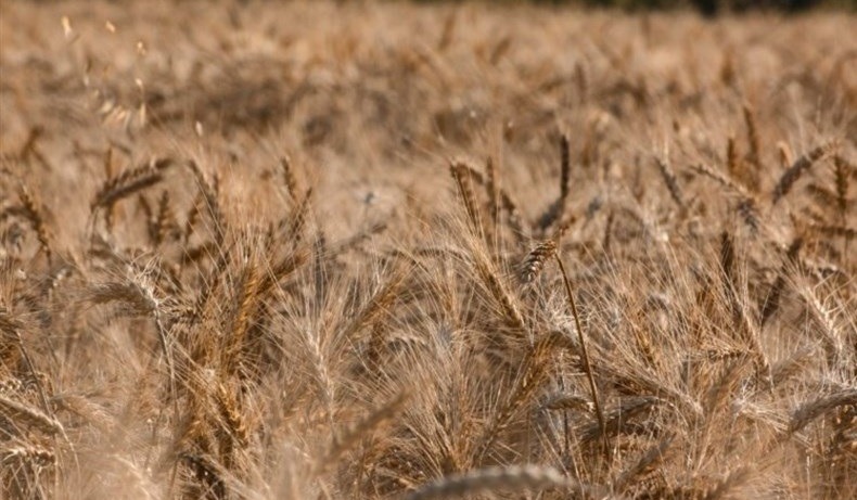 کشاورز: موافق آزاد شدن خرید و فروش گندم هستیم اما سیاست‌ها اجازه نمی‌دهد