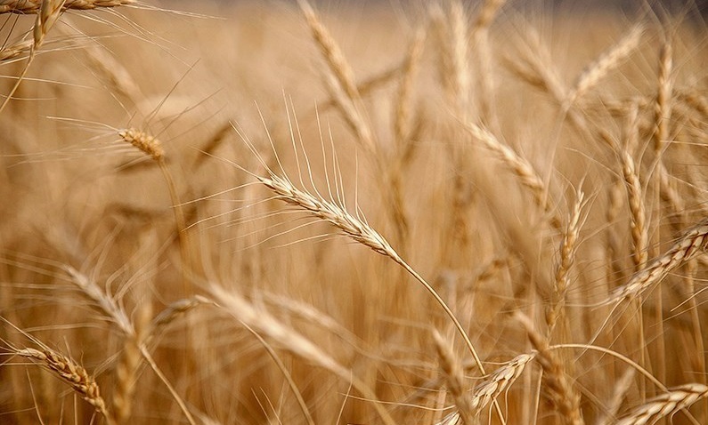 قیمت گندم تا یک هفته آینده تعیین تکلیف می‌شود