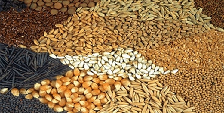 افزایش قیمت خوراک دام در بازارهای جهانی/کرونا زنجیره عرضه را به هم ریخت