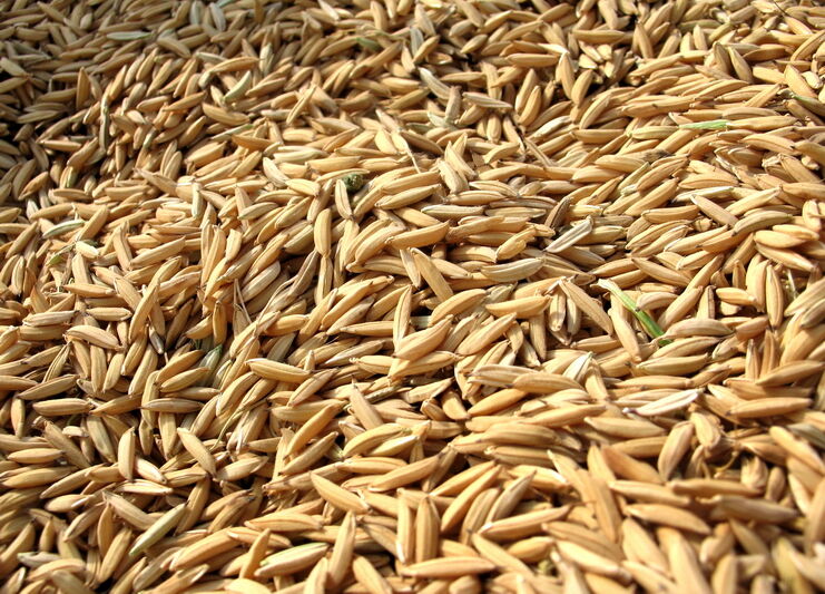 ۴۵۰ هزار تن بذر گندم گواهی‌شده آماده توزیع است