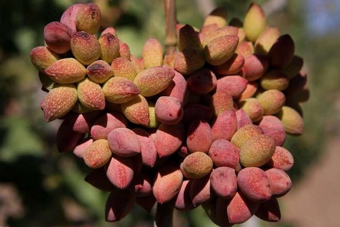 مدیرکل دفتر امور میوه‌های سردسیری وزارت جهاد کشاورزی خبر داد: ارزآوری ۵۳۳ میلیون دلاری صادرات پسته ایران در هفت ماهه ۱۴۰۰
