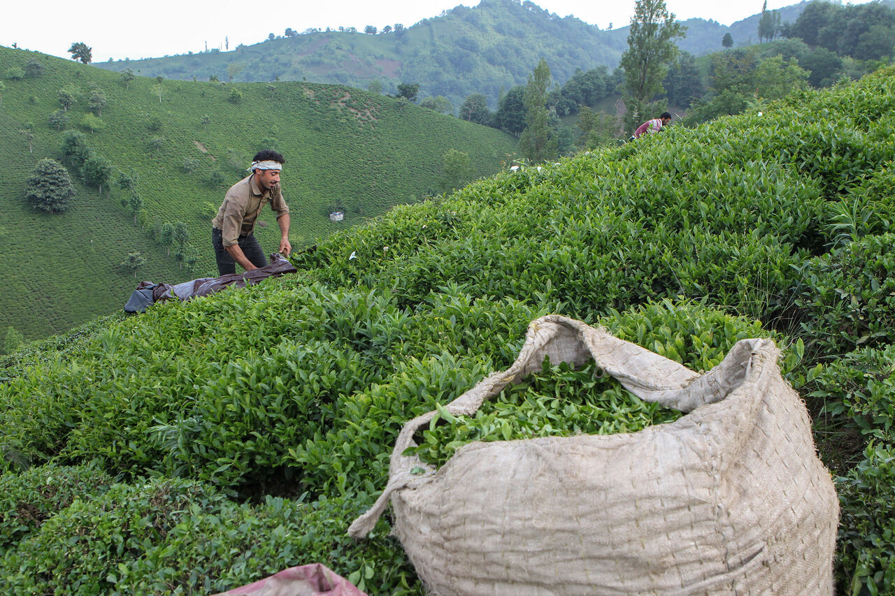 رییس سازمان چای کشور: خرید برگ سبز چای از مرز ۸۰ هزارتن عبور کرد/ کاهش ۳۰ درصدی قیمت چای خارجی