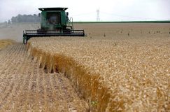 هشدار وزارت کشاورزی آمریکا درباره کاهش تولید جهانی گندم