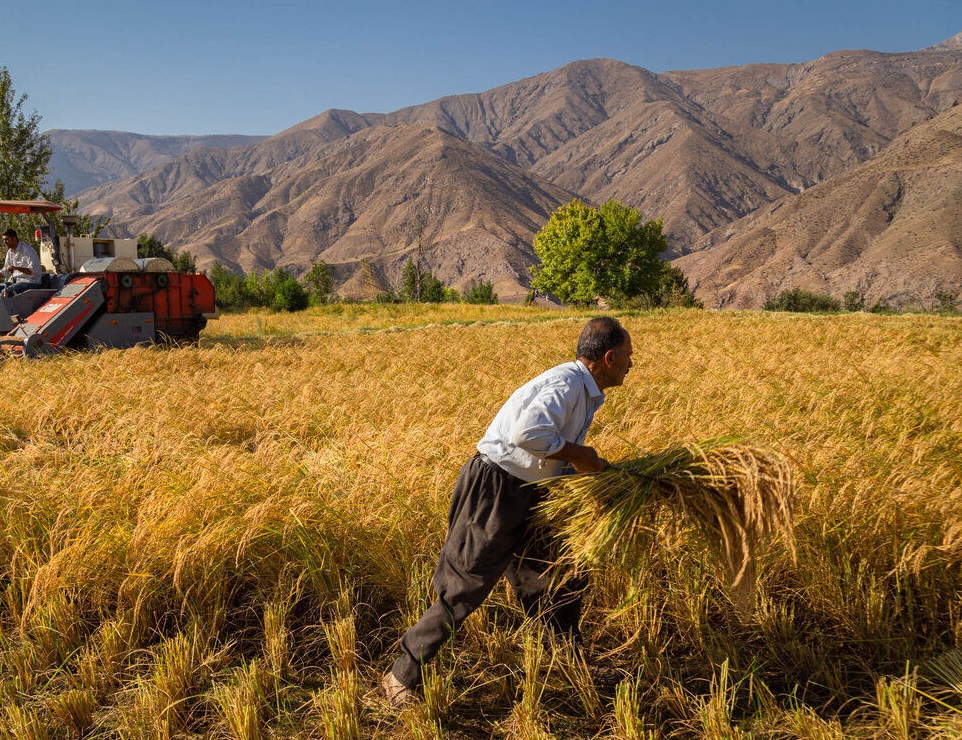 گزارش فائو از جزئیات تولیدات کشاورزی ایران در سال جاری؛ فائو: پیش‌بینی افزایش ۳۴ درصدی تولید غلات ایران و کاهش ۲۵ درصدی واردات