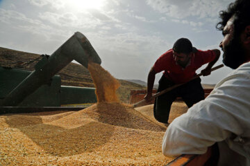 سخنگوی کمیسیون کشاورزی مجلس اعلام کرد؛ پیش‌بینی خرید ۷ میلیون تن گندم در سال جاری از کشاورزان