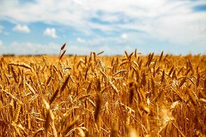 ۱٫۷ میلیون تن گندم مازاد برنیاز کشاورزان خریداری شد