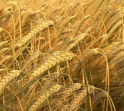 افزایش ۲ برابری یارانه آرد و نان تغییری در اصلاح نرخ گندم نداشت