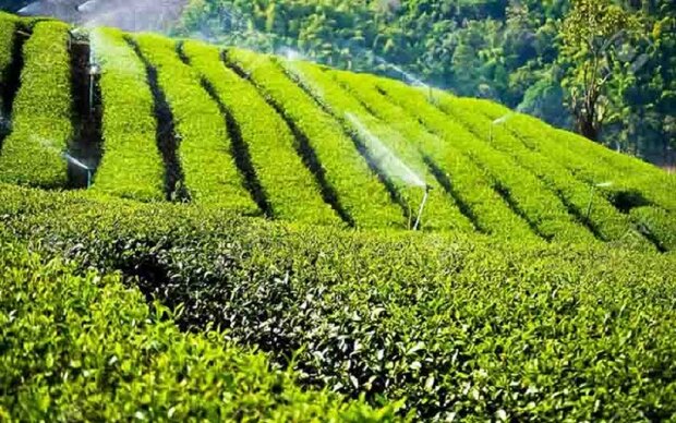 یک مقام مسئول اعلام کرد؛ ادامه حیات صنعت چای کشور با حمایت های دولت