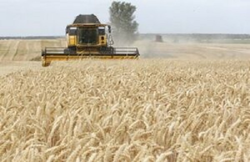 شرکت بازرگانی دولتی اعلام کرد؛  خرید تضمینی گندم از کشاورزان در یک ‌قدمی ۷ میلیون تن