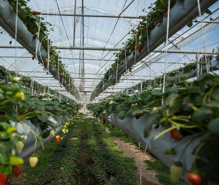 سرپرست سازمان حفظ نباتات: معاونت سلامت و امنیت غذایی در سازمان حفظ نباتات تشکیل می‌شود