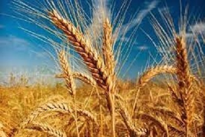 پیش بینی خرید ۲۰۰ هزار تن گندم در استان مرکزی