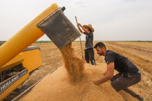 خریداری ۲۷ هزار تن گندم از کشاورزان امیدیه