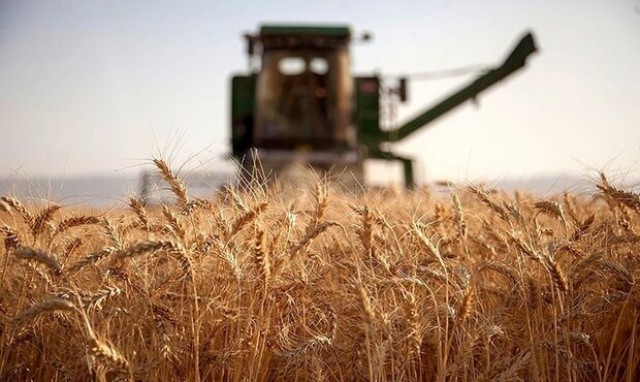 افزایش هزار تومانی قیمت گندم مشمول کشاورزانی که محصول خود را تحویل داده اند نیز می‌شود