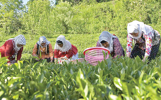 واردات ۲۹ هزار تن چای به کشور