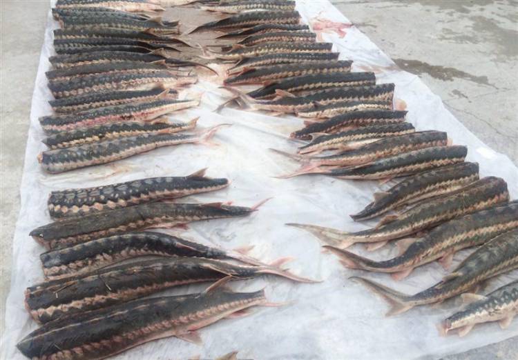 تمدید ممنوعیت صید تجاری ماهی خاویار
