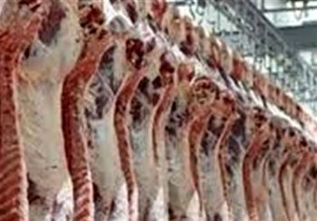 قیمت گوشت گوساله وارداتی تعیین شد