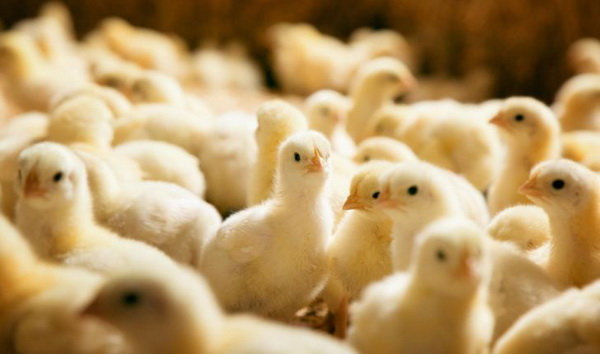 مبادله صادرات جوجه و تخم مرغ با ریال /برگشت ارز توجیه اقتصادی ندارد
