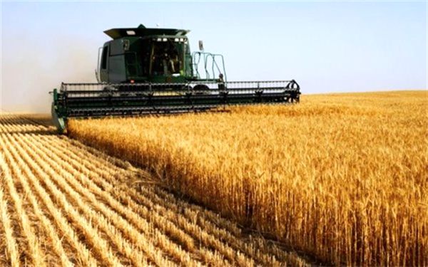 ۱۳۰ میلیارد تومان مطالبات شرکت‌های تولیدکننده بذر پرداخت شود