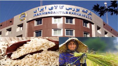 مدیر توسعه بازار فیزیکی بورس کالا؛ فروش برنج در بورس کالا آغاز شد