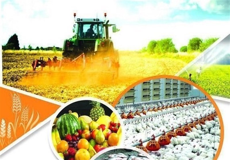 رشد ۶۶ درصدی صادرات محصولات بخش کشاورزی و صنایع غذایی