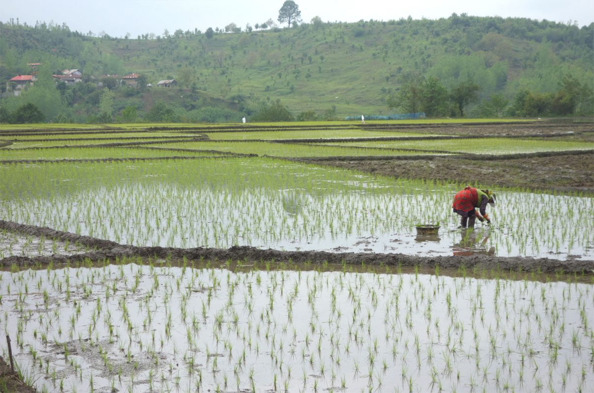 تولید ۲.۹ میلیون تن برنج در سال گذشته