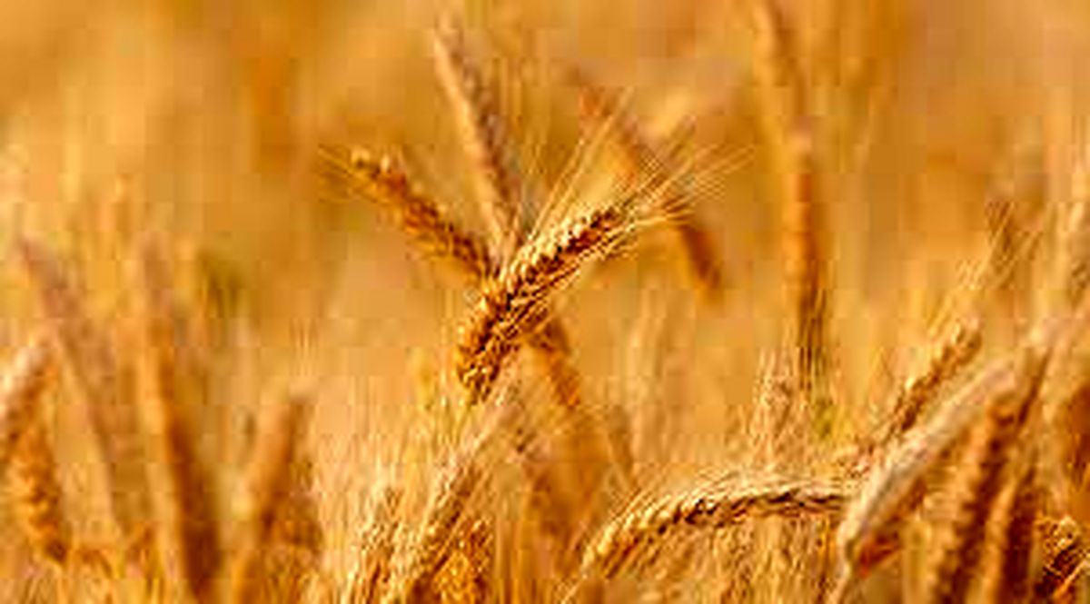 با ادامه بحران اوکراین؛ گندم در بازار جهانی گران تر شد