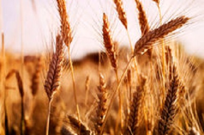 معاون امور زراعت وزارت جهاد کشاورزی اعلام کرد؛ افزایش سطح زیر کشت گندم دیم در سالجاری