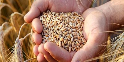 ادامه افزایش قیمت جهانی گندم؛ گندم در یک روز ۳۳ دلار گران شد